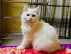 Traditional Persian Male Cat