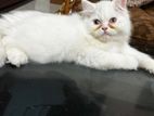 Traditional persian Male Cat