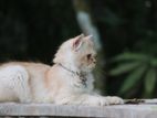 Traditional Persian Male Cat