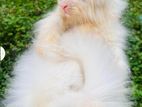 Traditional Persian male cat