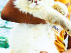 Traditional Persian Male Cat