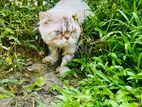 Traditional Persian Male Cat