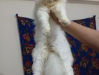 Traditional Persian Male Cat