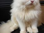 Traditional Persian Male Cat