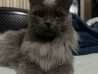 Traditional Persian Male cat for sale.