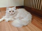 Traditional Persian Male Cat