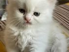 Traditional Persian Male Cat For Sell.