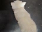 Traditional Persian Male cat for sell