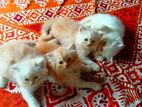 Traditional Persian male cat sell korbo. price 10 hajar.