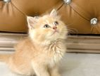 Traditional Persian Male/Female Cat available