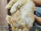 Traditional Persian Male Female Cat