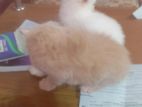 Traditional Persian male female kitten available