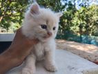 Traditional Persian male female kitten