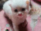 Traditional persian male female kitten