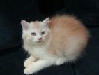 Traditional persian male female kitten