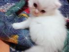 Traditional persian male female kitten