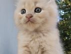 Traditional Persian male female kitten