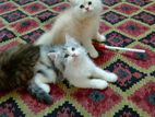 Traditional persian male female kittens