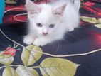 Traditional Persian Male Female Kittens