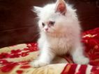 Traditional persian male cat