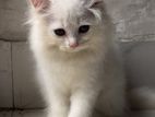 Traditional Persian Male