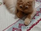 Traditional Persian Male