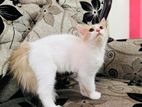 Traditional Persian Male
