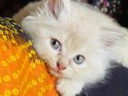 Traditional Persian Male