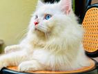 Traditional Persian Male