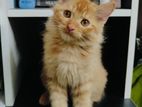 traditional persian male ginger and bi colour kitten