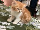 Traditional persian male kitten Age 2 month