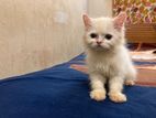 Traditional persian male kitten age 2.5 month