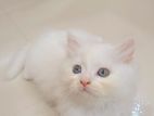 Traditional persian male kitten available