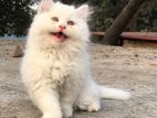 Traditional Persian male kitten