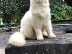 Traditional Persian male kitten