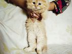 traditional Persian male kitten