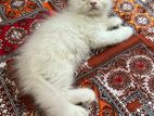 Traditional Persian Male Kitten