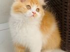Traditional Persian Male Kitten cat