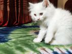 Traditional persian male kitten sell.