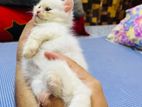 traditional Persian Male kitten