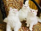 Traditional Persian male kitten