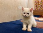 Traditional persian male kitten