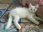 Traditional persian male kitten sell