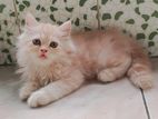 Traditional Persian Male kitten