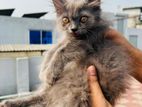 Traditional Persian male kitten