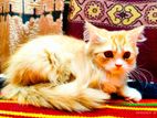 Traditional Persian Male kitten