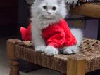 Traditional Persian male kitten