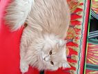 Traditional Persian Male kitten