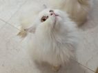 Traditional Persian Male Kitten