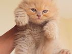 Traditional persian male kitten